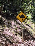 Cassowary