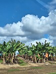 Bananenplantage