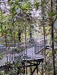 Mamu tropical skywalk