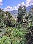 Mamu tropical skywalk