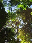 Mamu tropical skywalk