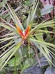 Mamu tropical skywalk