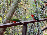Parrots
