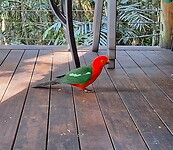 Parrot