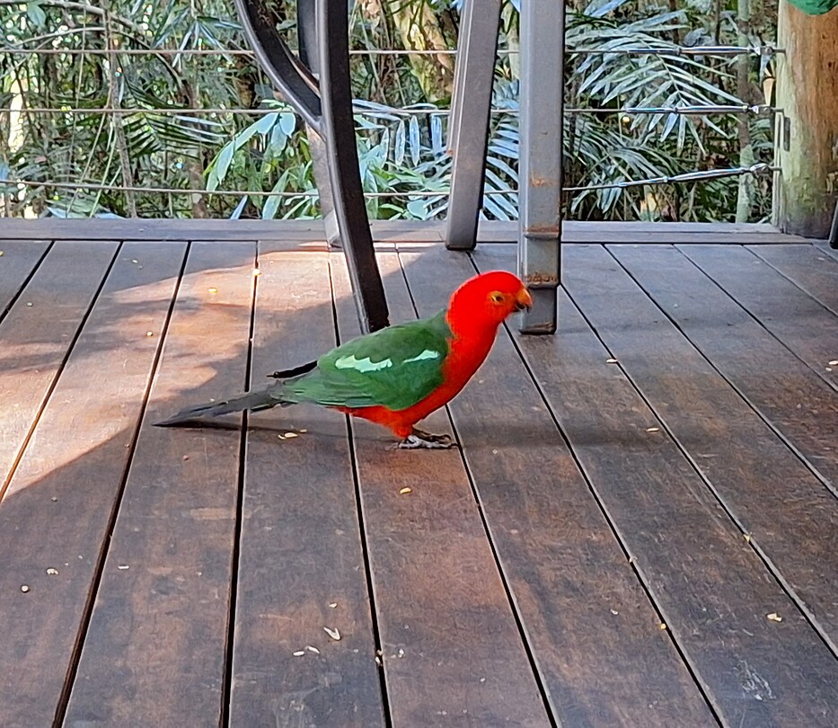 Parrot