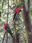 Parrots