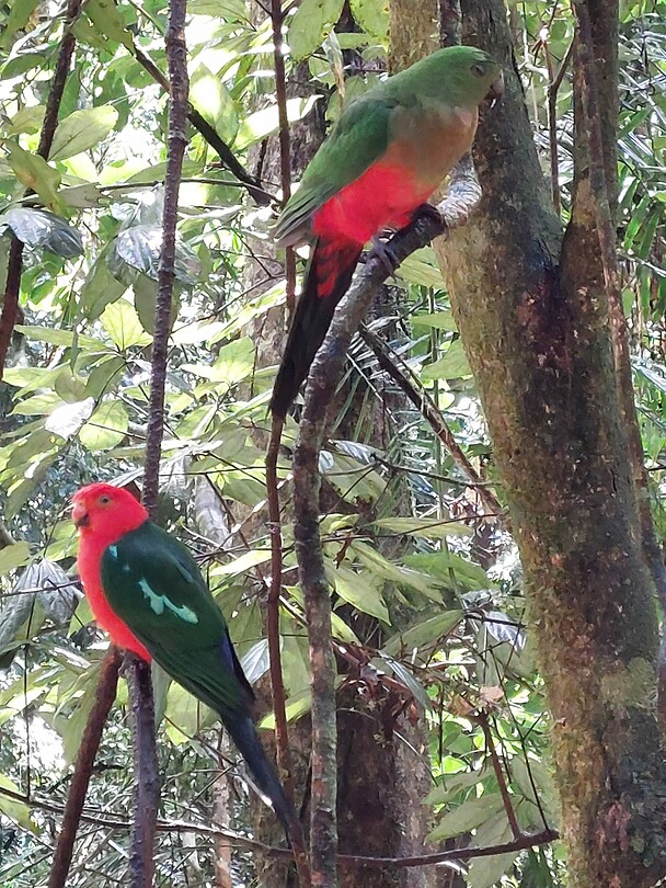 Parrots