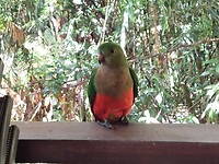 Parrot