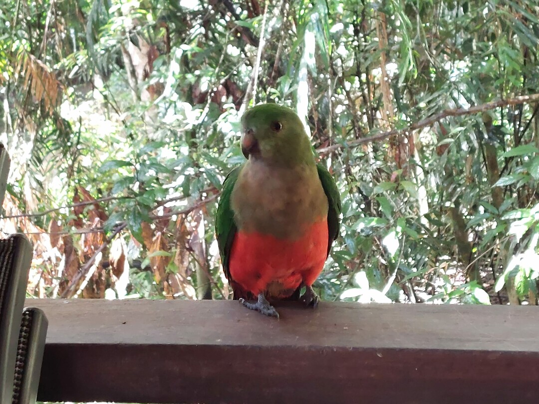 Parrot