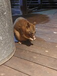 Possum