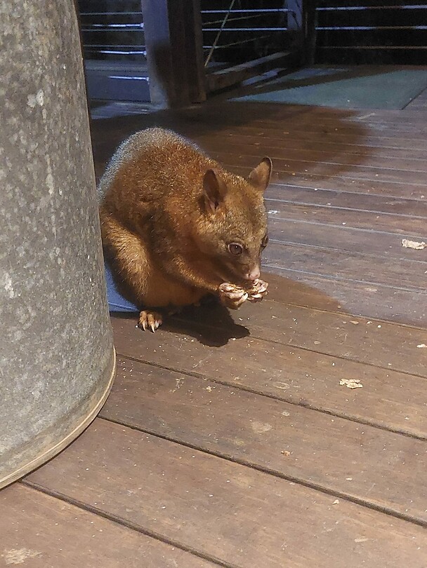Possum