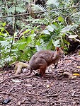 Pademelon kangoeroe