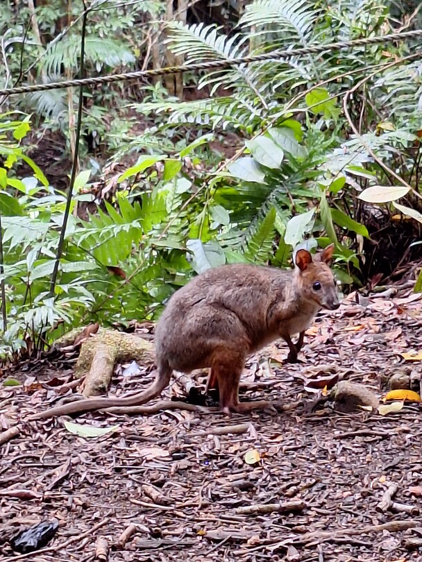 Pademelon kangoeroe
