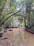 Jungle