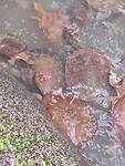 Turtles