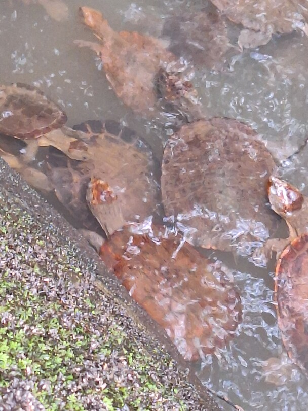 Turtles