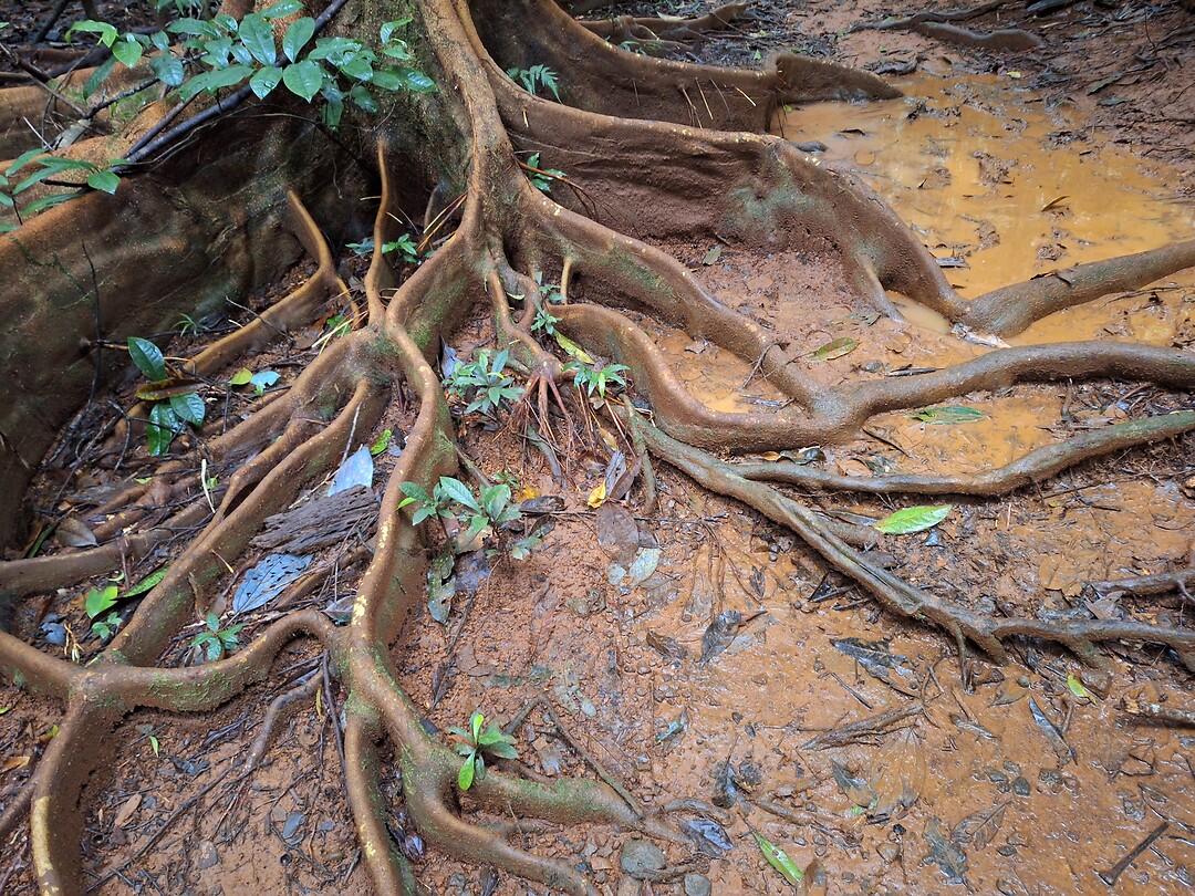 Jungle