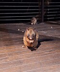 Possum