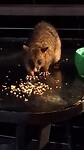 Possum bij de boomhut