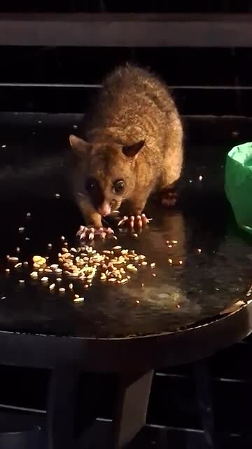 Possum bij de boomhut