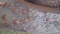 Schildpadden