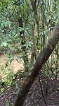 Regen in de jungle