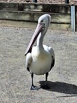 Pelikaan