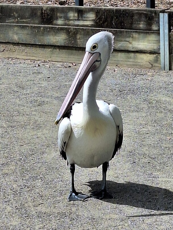 Pelikaan