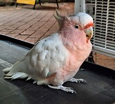 Roze Kaketoe
