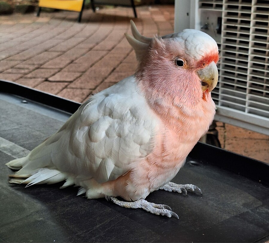 Roze Kaketoe