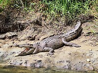 Crocodile Cruise