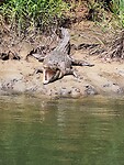 Crocodile Cruise