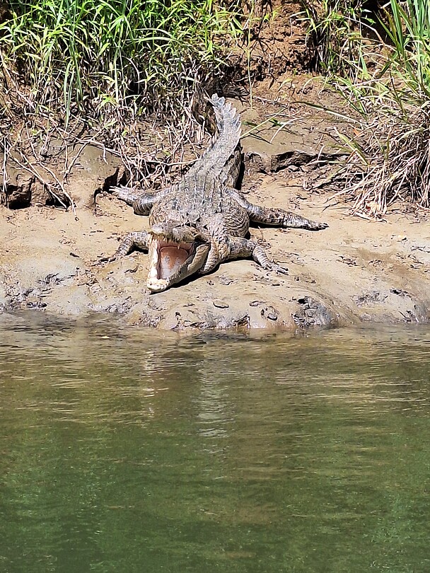 Crocodile Cruise