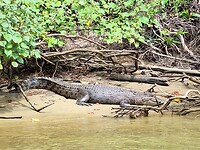 Crocodile Cruise