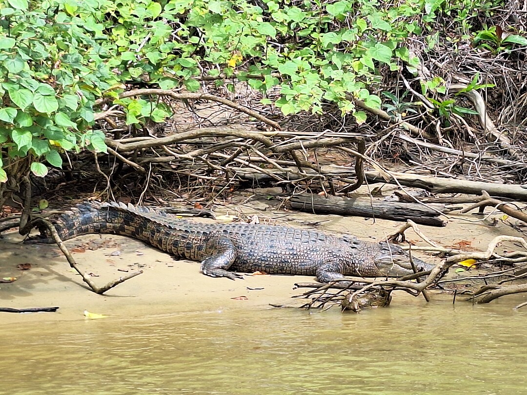 Crocodile Cruise