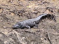 Crocodile Cruise