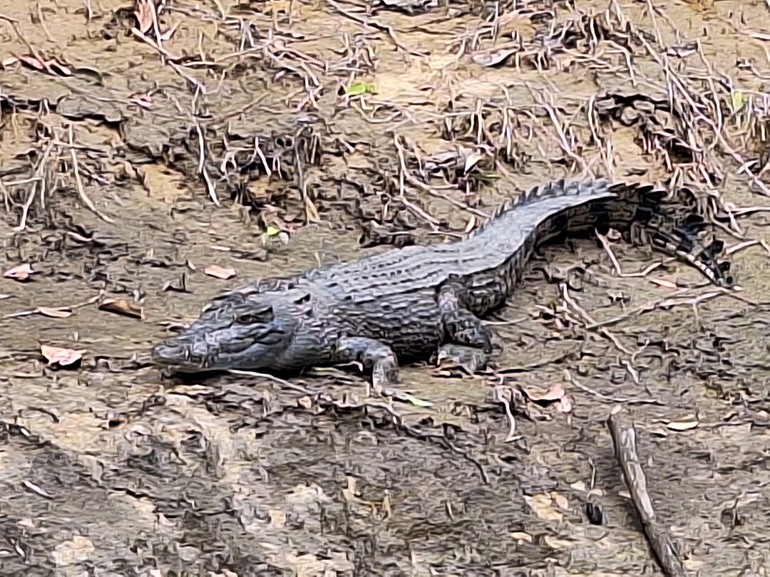 Crocodile Cruise