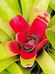 Flora