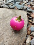 Porcelain Fruit
