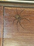 Southern Rainforest Huntsman
