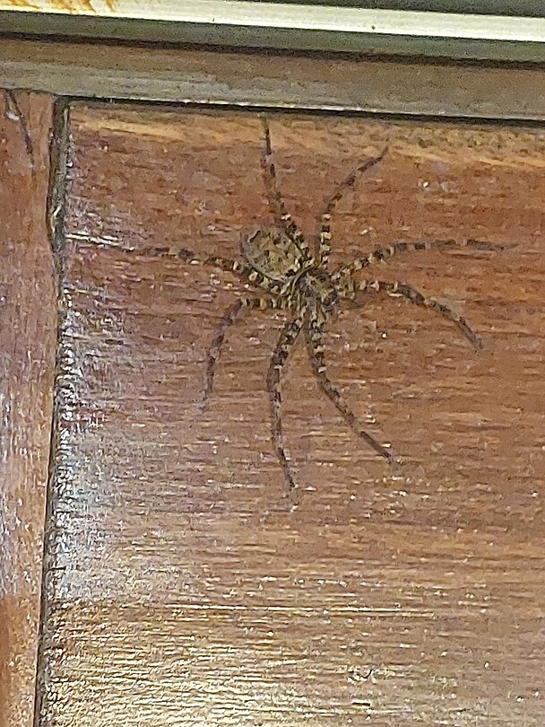 Southern Rainforest Huntsman