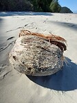 Cape Tribulation