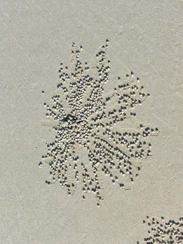 Patroon ingegraven krabbetjes