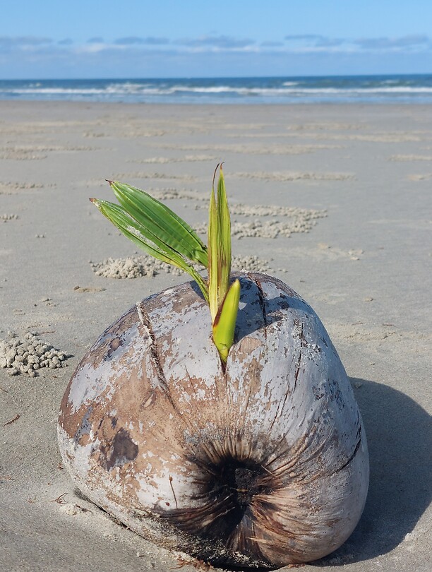 Cape Tribulation