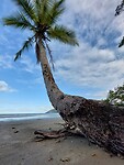 Cape Tribulation