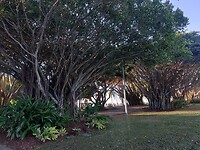 Fig Trees