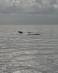 Walvissen slaan met vinnen op het water