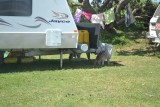 kangoeroes tussen de caravans