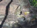 Possum