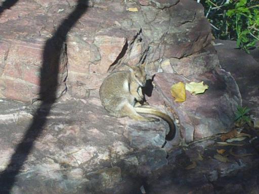 Possum